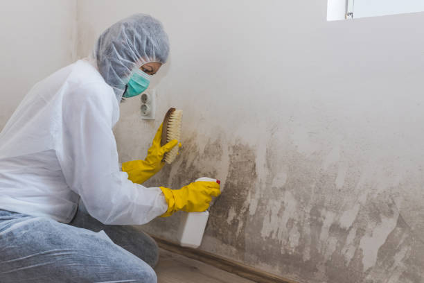 Best Local Mold Removal Service  in Glen Head, NY