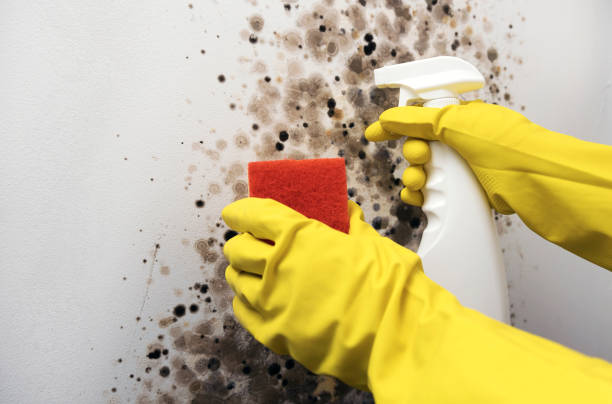 Best Attic Mold Removal  in Glen Head, NY