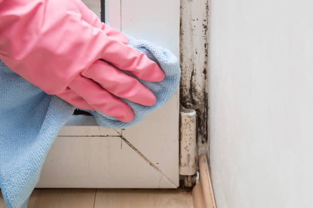 Best Mold Damage Repair  in Glen Head, NY